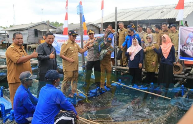 Bupati Bintan Panen Kerapu Cantang di Mantang