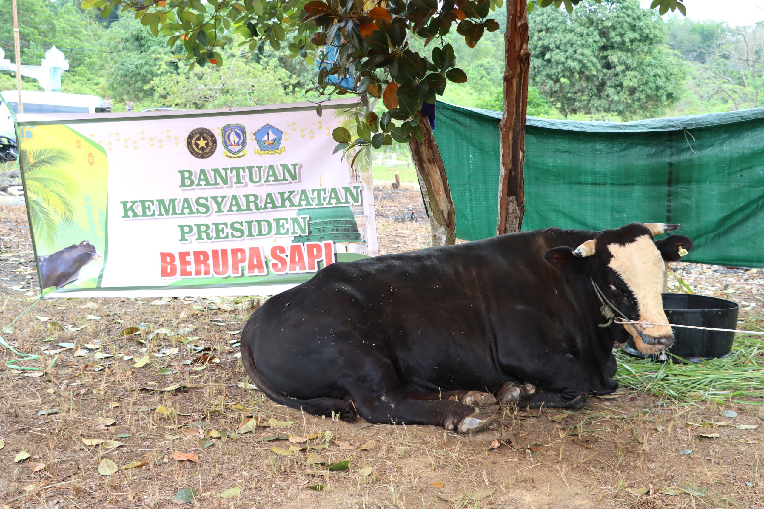 Bupati Bintan Serahkan Sapi Kurban Presiden RI di Kampung Sekera Tanjung Uban